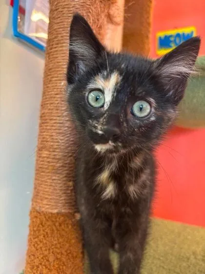 A baby small-sized female Domestic Medium Hair cat named Anastasia for adoption in Scottsbluff, NE