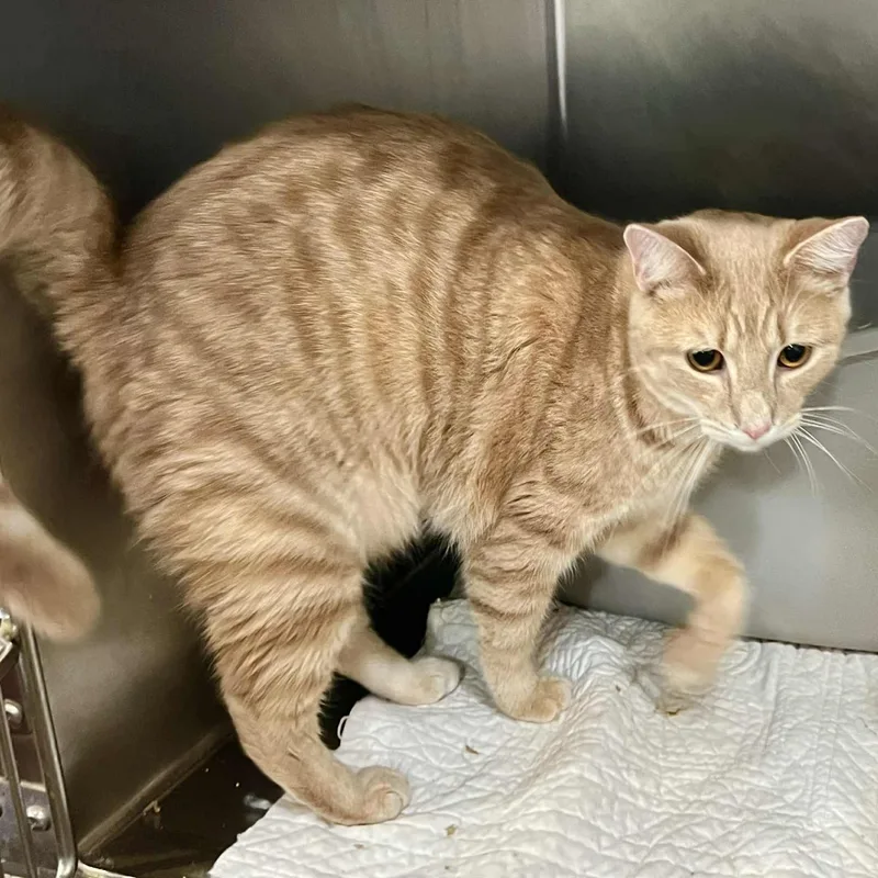 An adult medium-sized male Tabby (Buff / Tan / Fawn) Domestic Short Hair cat named Abel for adoption in Myrtle Beach, SC