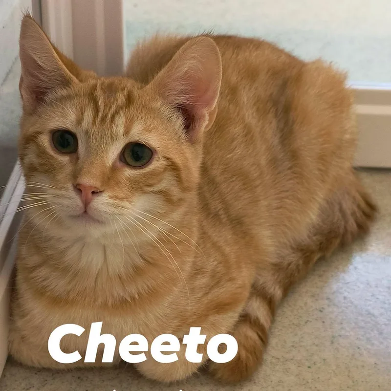 A young medium-sized male Tabby (Orange / Red) Domestic Medium Hair cat named Cheeto for adoption in Weaverville, CA