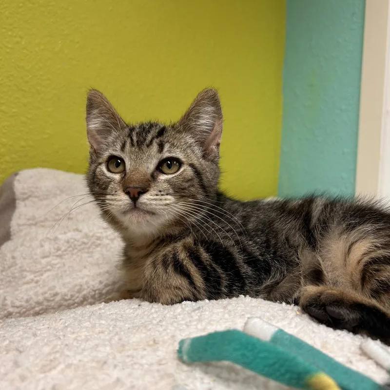 A baby small-sized male Brown / Chocolate Domestic Short Hair cat named Mocolynn for adoption in Fresno, CA