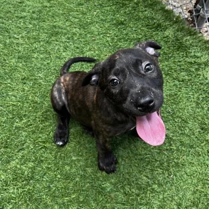 A young large-sized male Pit Bull Terrier dog named Lincoln for adoption in Kansas City, MO