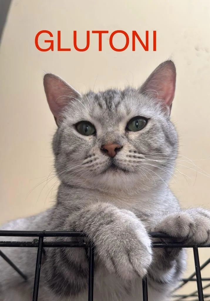 A young large-sized female Domestic Short Hair cat named Glutoni for adoption in San Jacinto, CA