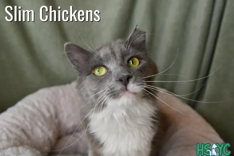 A young medium-sized male Domestic Medium Hair cat named Slim Chickens for adoption in Fort Mill, SC
