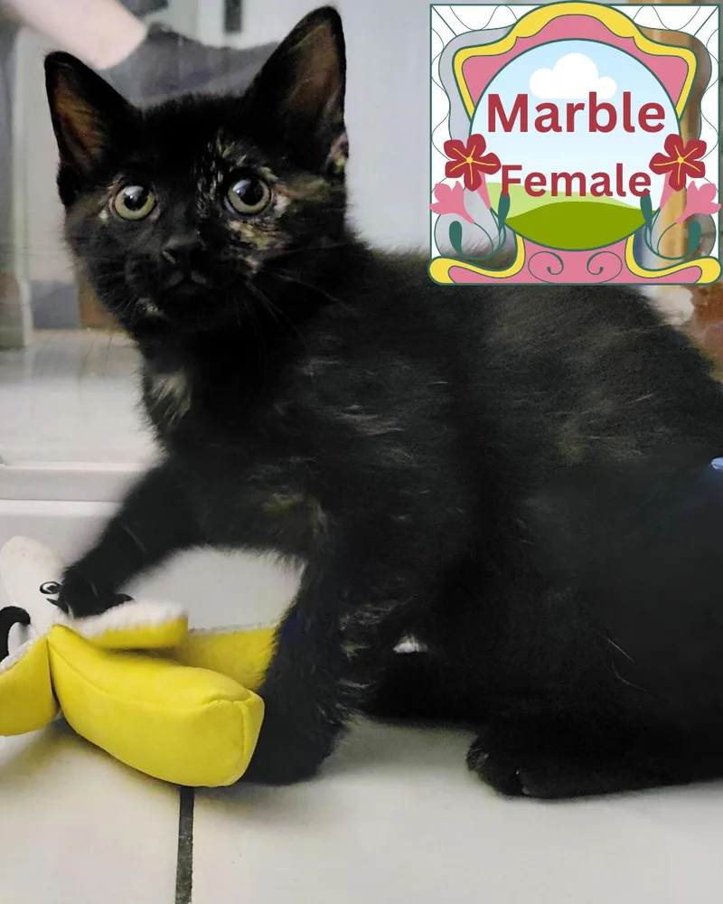 A baby medium-sized female Tortoiseshell Domestic Short Hair cat named Marbles for adoption in Largo, FL