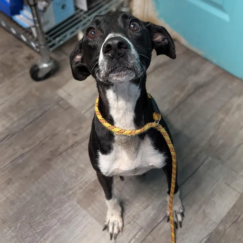 An adult medium-sized female Pit Bull Terrier dog named Princess for adoption in Jefferson city, TN