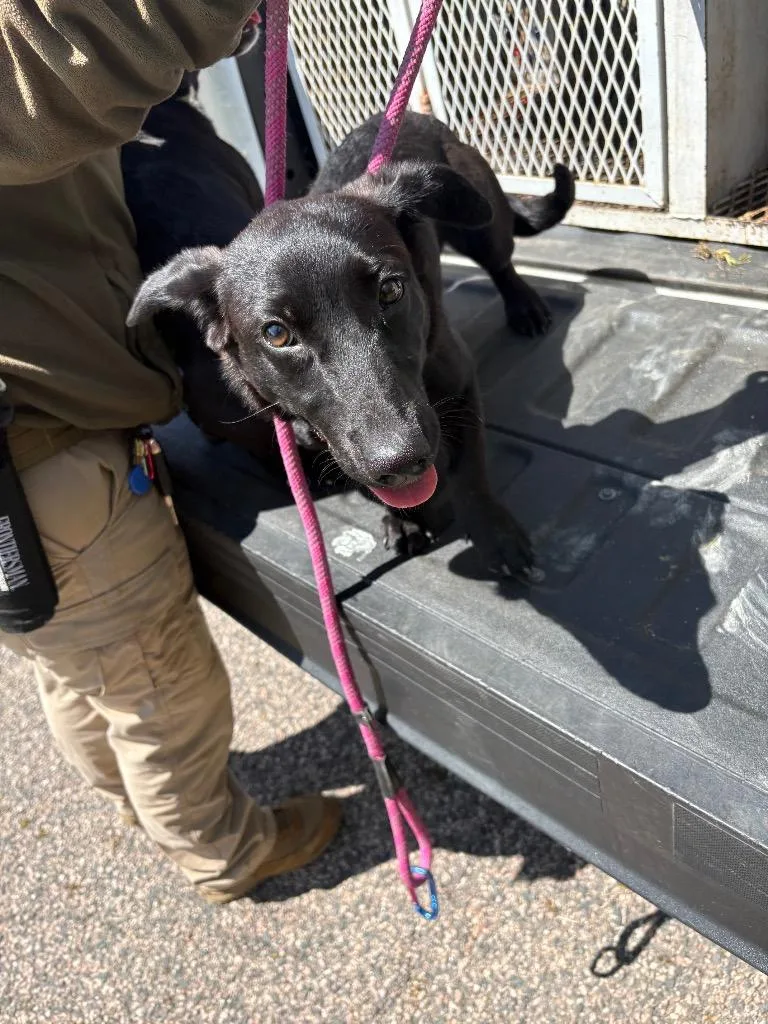 A baby medium-sized female Labrador Retriever dog named Sunny for adoption in Ada, OK
