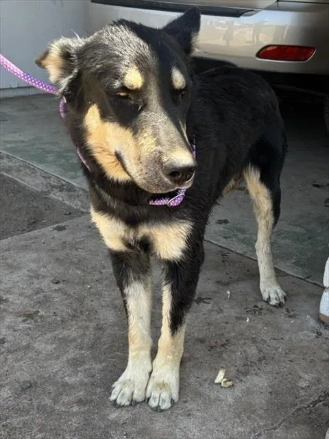 A young large-sized male German Shepherd Dog dog named Goofy for adoption in Phoenix, AZ