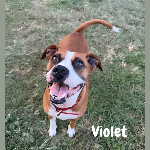 An adult medium-sized male Boxer dog named Violet for adoption in Shreveport, LA