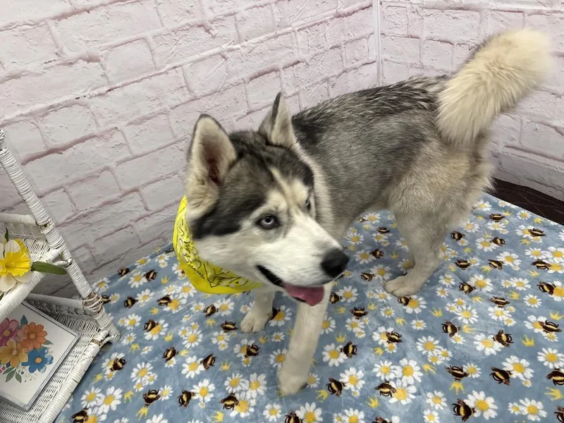 An adult large-sized male Mixed Breed dog named Prismo for adoption in Detroit, MI