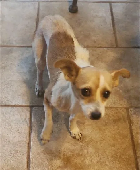 A young small-sized male Chihuahua dog named Dobby for adoption in Matthews, NC