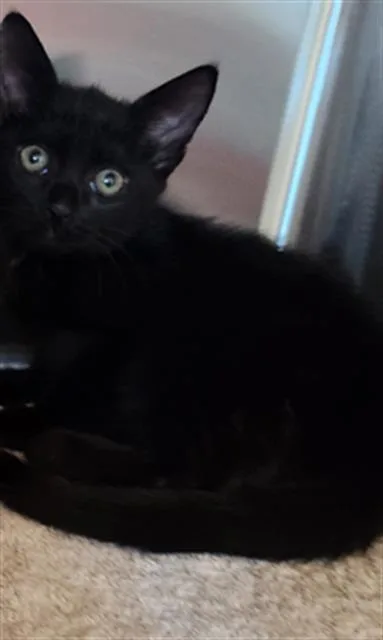 A baby small-sized female Domestic Short Hair cat named Franny for adoption in Sacramento, CA