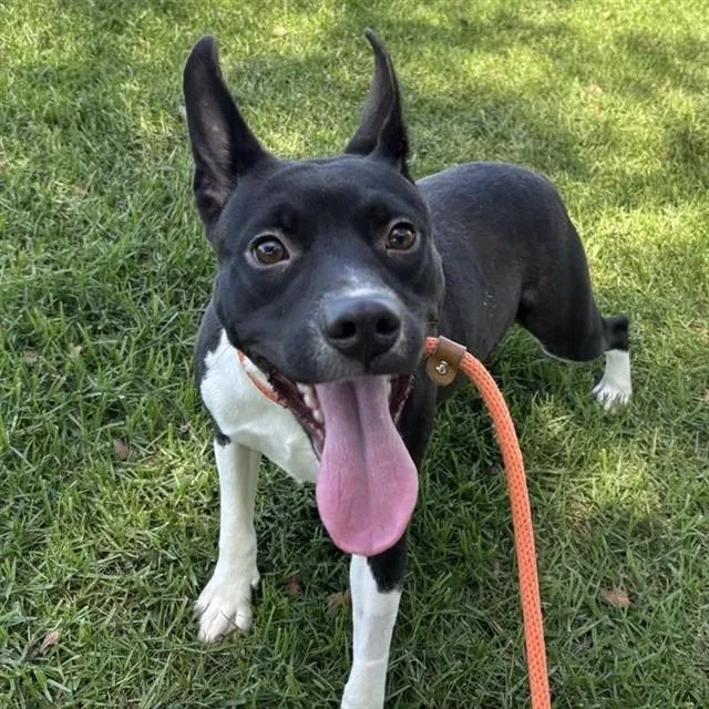 An adult medium-sized female Black Pit Bull Terrier dog named Mia for adoption in Yucaipa, CA