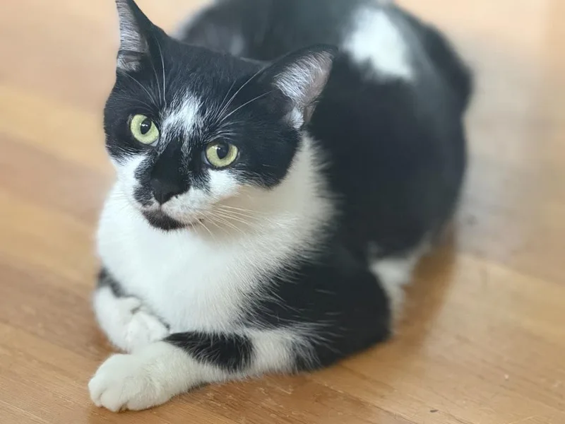 A young medium-sized female Black & White / Tuxedo Domestic Short Hair cat named Moo for adoption in Clinton Township, MI