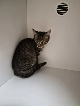 A baby small-sized male Domestic Short Hair cat named Bronco for adoption in Savannah, GA