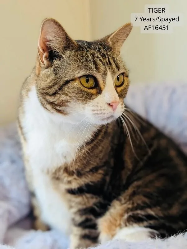 An adult medium-sized female Tabby (Brown / Chocolate) Domestic Short Hair cat named Tiger for adoption in Supply, NC