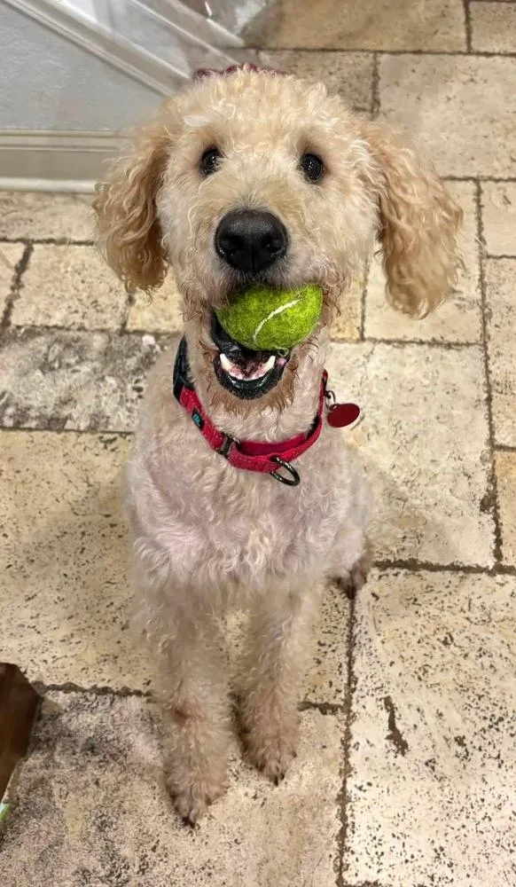 An adult large-sized female White / Cream Goldendoodle dog named Sadie for adoption in Tulsa, OK