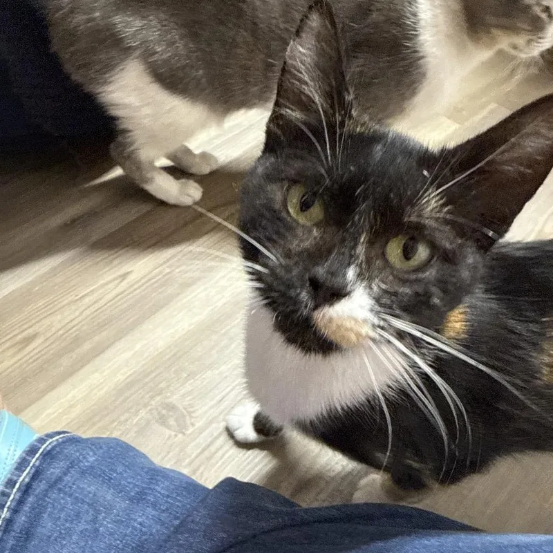 An adult small-sized female Calico Domestic Short Hair cat named Juno for adoption in Nampa, ID