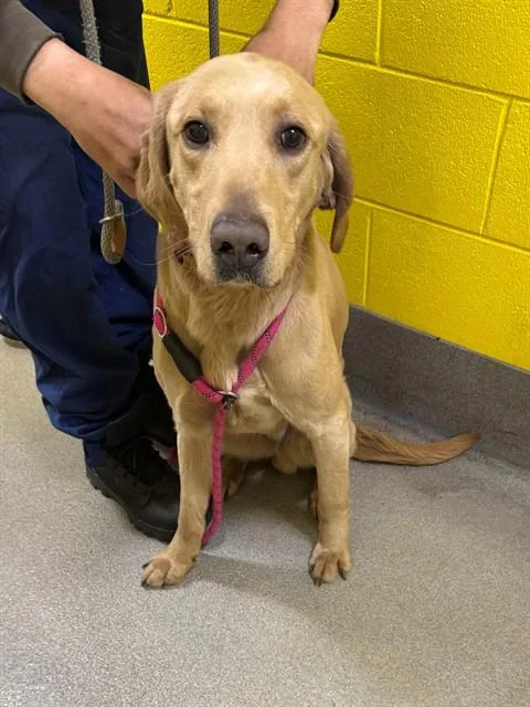 A young large-sized male Golden Retriever dog named Nash for adoption in Upper Marlboro, MD