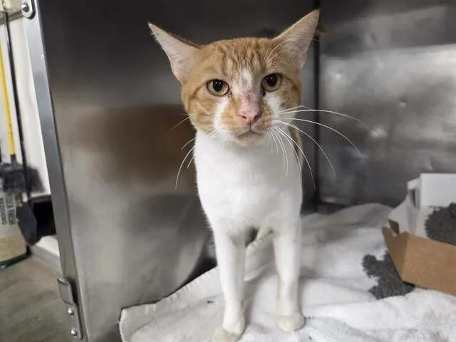 A young medium-sized male Domestic Short Hair cat named Oliver for adoption in Panama City, FL