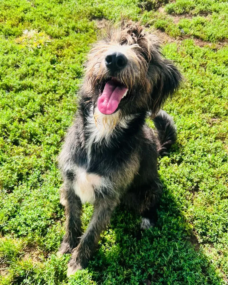 A young medium-sized male Gray / Blue / Silver Aussiedoodle dog named Bo for adoption in Catlettsburg, KY