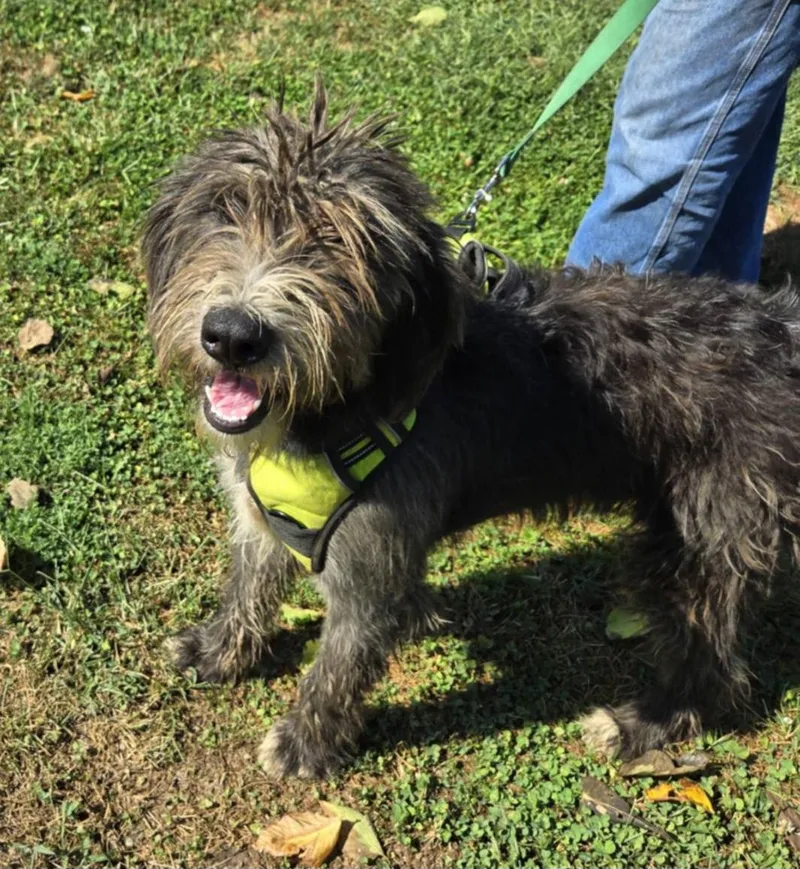 Bo thumbnail 2