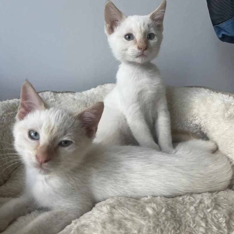 A baby medium-sized male Siamese cat named Clementine & Mandarin for adoption in Chattanooga, TN