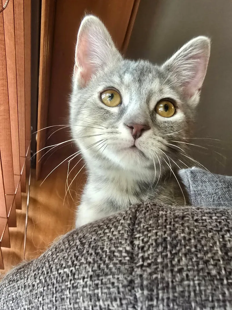 A baby medium-sized female Dilute Tortoiseshell Domestic Short Hair cat named Iridia for adoption in Sioux Falls, SD