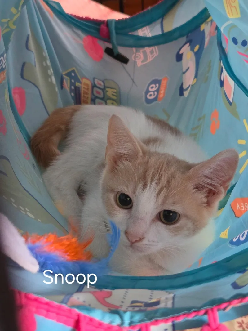 A baby medium-sized male Buff & White Domestic Short Hair cat named Snoop for adoption in Oviedo, FL