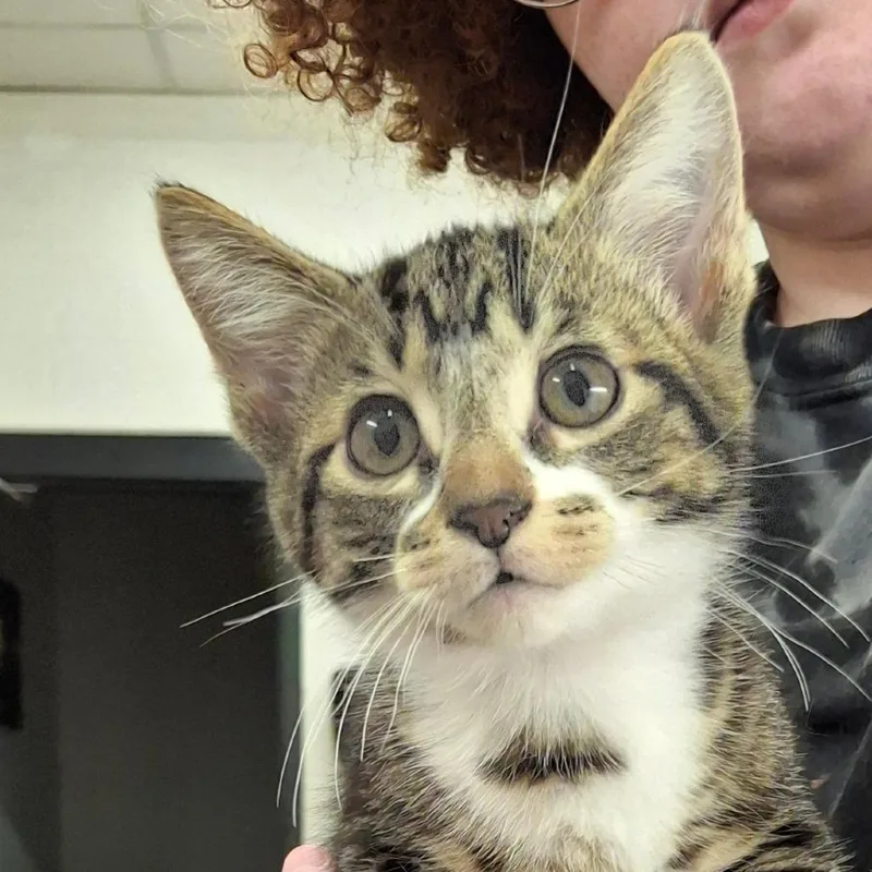 A baby small-sized male Domestic Short Hair cat named Pancake for adoption in Zanesville, OH
