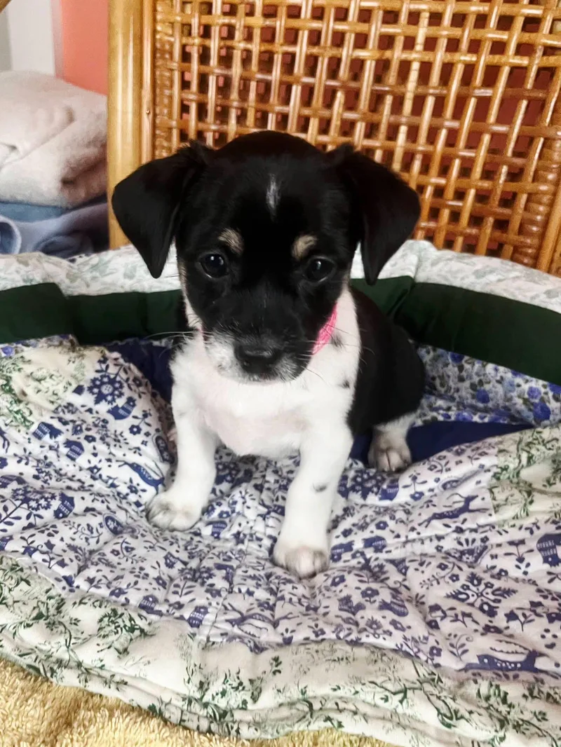 A baby small-sized female Tricolor (Brown, Black, & White) Chihuahua dog named Diamond for adoption in Denver, NC