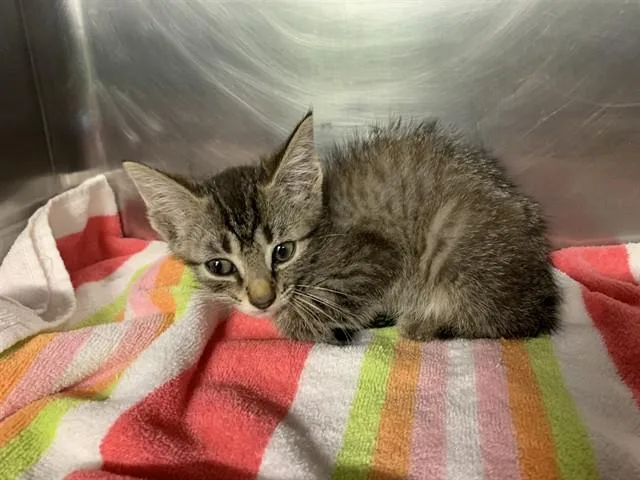 A baby small-sized female Domestic Short Hair cat named Ava for adoption in Grand Prairie, TX