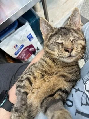 A baby small-sized male Brown / Chocolate Domestic Short Hair cat named He Can't See Without for adoption in Kansas City, MO