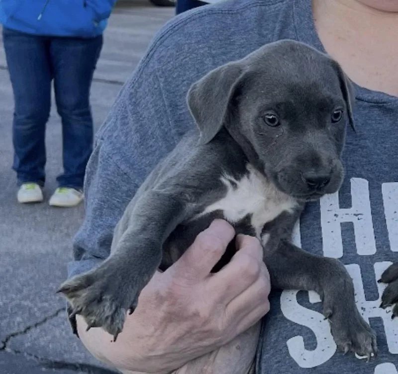 A baby medium-sized female Gray / Blue / Silver American Staffordshire Terrier dog named Muave for adoption in Hamilton , NJ