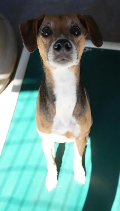 An adult medium-sized male Beagle dog named Amos for adoption in Bowling Green, KY