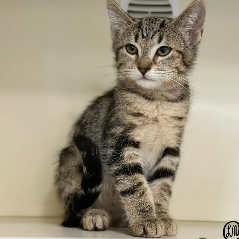 A baby medium-sized male Tabby (Brown / Chocolate) Domestic Short Hair cat named Golden for adoption in Victor, NY