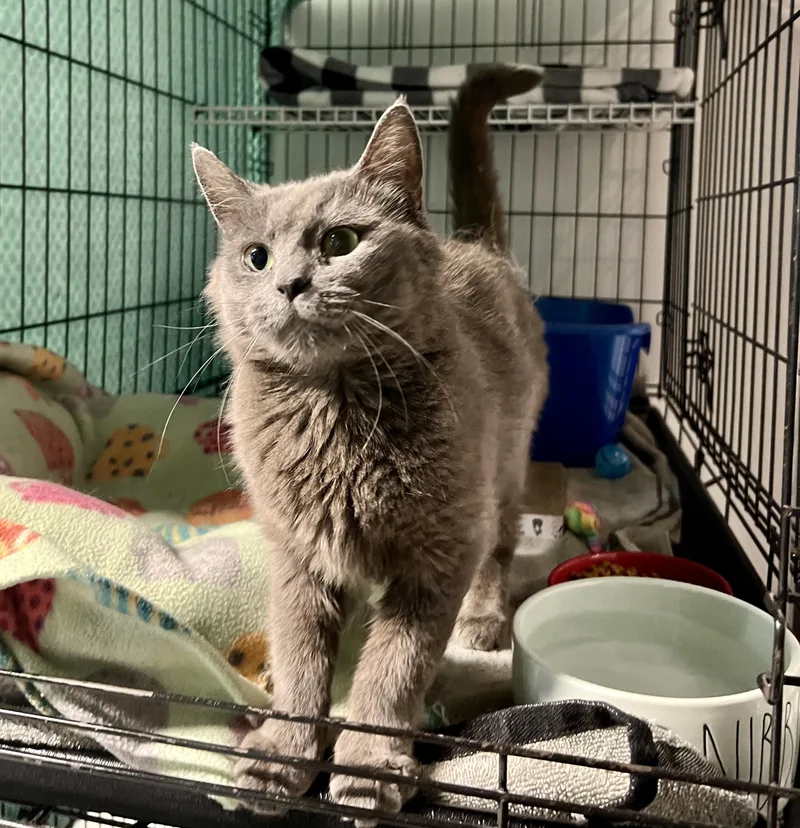 A young small-sized female Domestic Short Hair cat named Alice for adoption in Altoona, PA