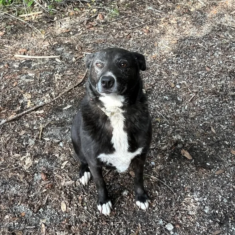 An adult medium-sized female Black Border Collie dog named Penny for adoption in San Francisco, CA