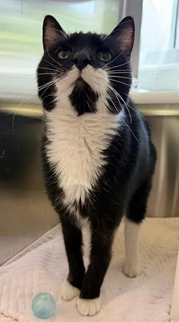 A senior large-sized male Domestic Short Hair cat named Barry for adoption in Brighton, CO