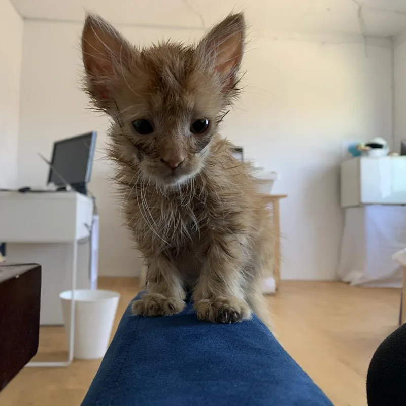 An adult small-sized male Orange / Red Domestic Short Hair cat named Ace for adoption in Los Angeles, CA
