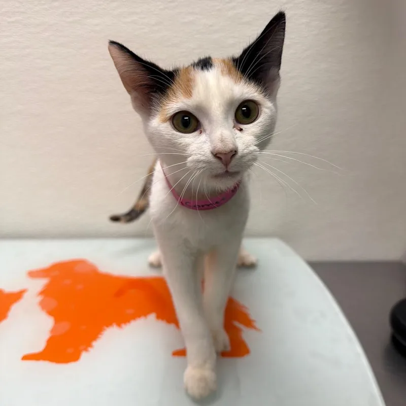 A baby small-sized female Calico Domestic Short Hair cat named Stray Holdcomet for adoption in Albuquerque, NM