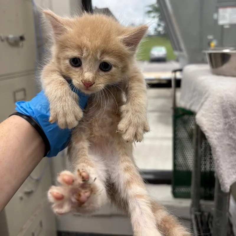 A baby small-sized male Buff / Tan / Fawn Domestic Short Hair cat named HopALong for adoption in Columbiana, AL