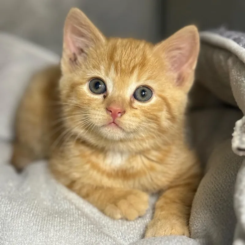 A baby small-sized male Orange / Red Domestic Short Hair cat named De Mayo for adoption in Pasadena , MD