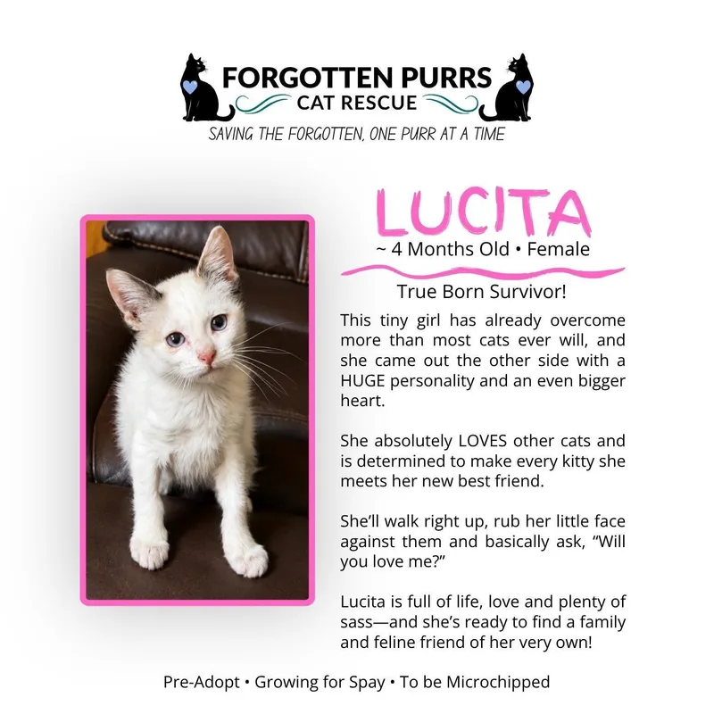 A baby medium-sized female Domestic Short Hair cat named Lucita for adoption in Houston, TX