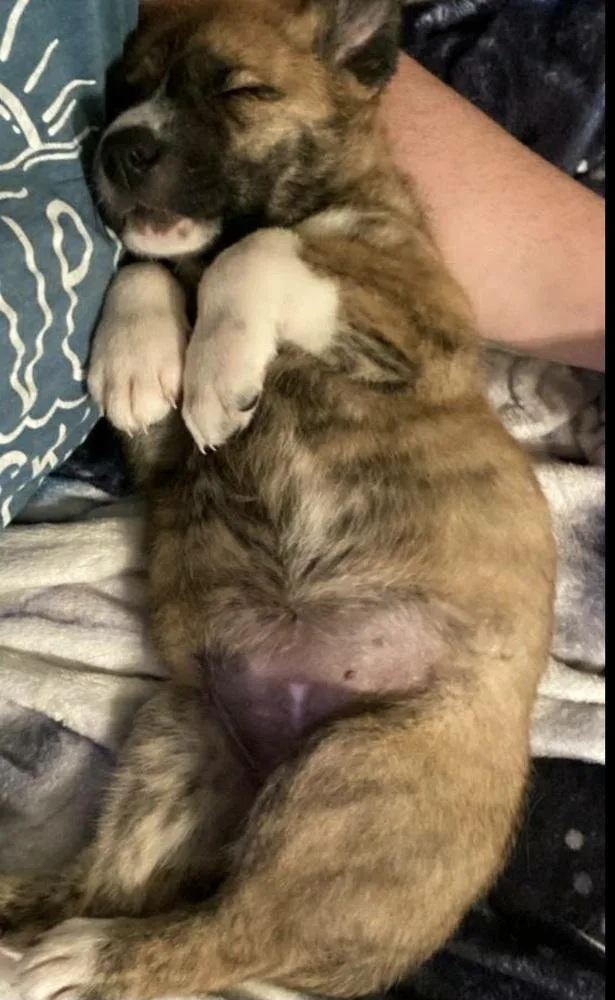 Hs Bonita Aka Hilda thumbnail 3