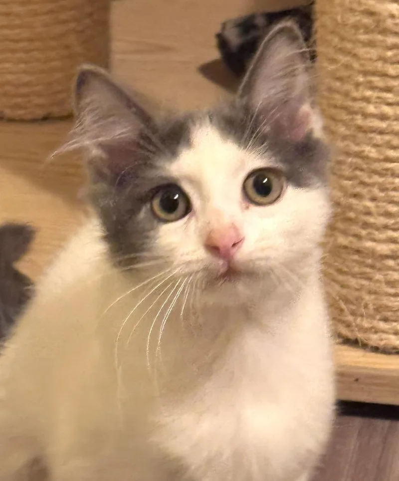 A baby small-sized female Gray & White Domestic Medium Hair cat named Galena for adoption in Sedalia, MO