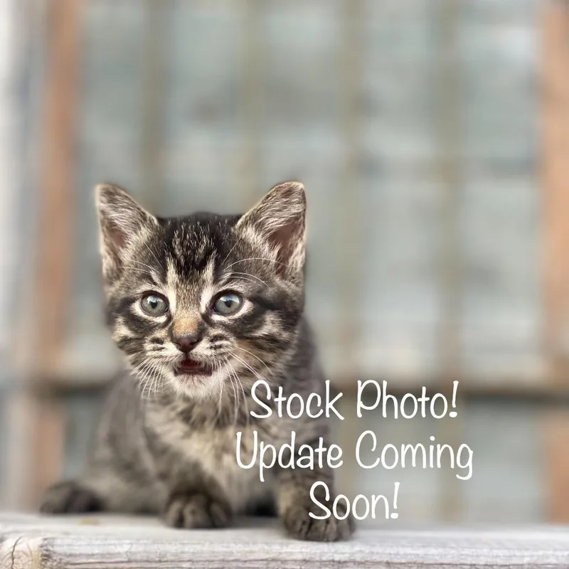 A young small-sized female Brown / Chocolate Domestic Short Hair cat named Sloosha for adoption in Eaton Rapids, MI
