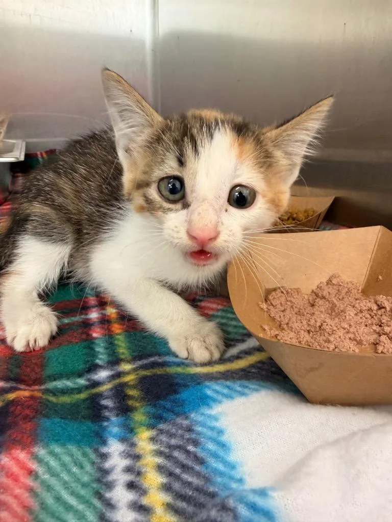 A baby medium-sized female Domestic Short Hair cat named Kyoko for adoption in Hartsville, SC
