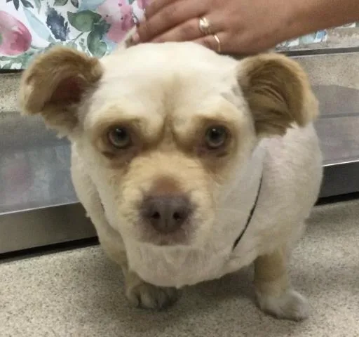 An adult medium-sized male Chihuahua dog named Tubby for adoption in Riverside, CA