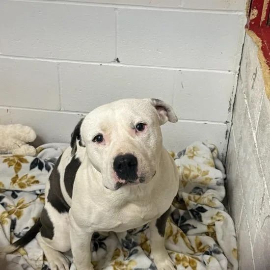 A baby large-sized male White / Cream Pit Bull Terrier dog named Big Ben for adoption in Enterprise, AL