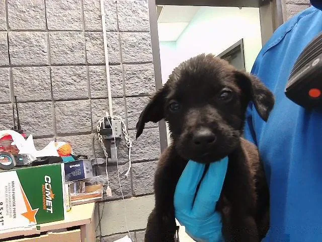 A baby small-sized male Pit Bull Terrier dog named Dust Bucket for adoption in Tulsa, OK